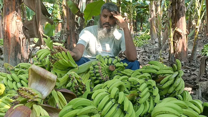 ঋণ নিয়ে গড়া বাগান এক রাতেই শেষ