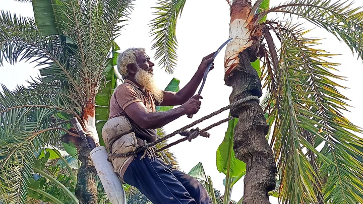খেজুরগাছে চাঁচ দেওয়া শুরু, রসের অপেক্ষায় গাছিরা