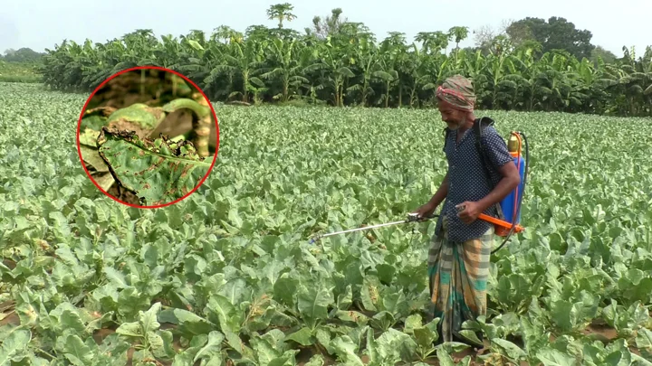 আগাম জাতের ফুলকপিতে বিরল রোগ, দিশেহারা কৃষক