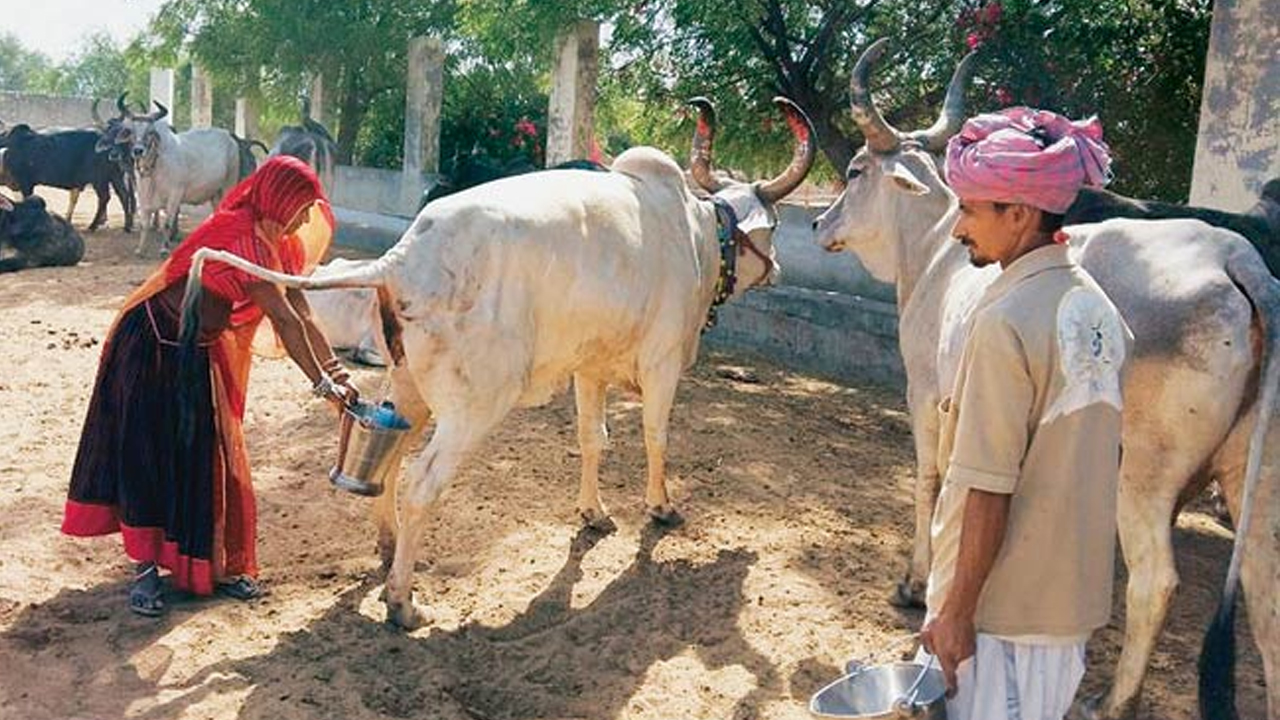 ভারতে গোমূত্র কিনছে সরকার, প্রতি লিটার ২০ রুপি