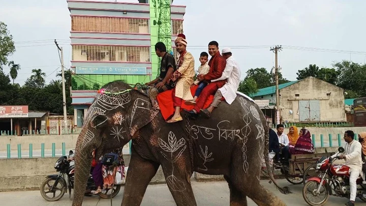 মা-বাবার শখ পূরণে হাতির পিঠে বরযাত্রা