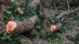 জমি নিয়ে বিরোধ, জোরপূর্বক সাংবাদিকের পরিবারের গাছ কাটার অভিযোগ