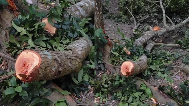 জমি নিয়ে বিরোধ, জোরপূর্বক সাংবাদিকের পরিবারের গাছ কাটার অভিযোগ