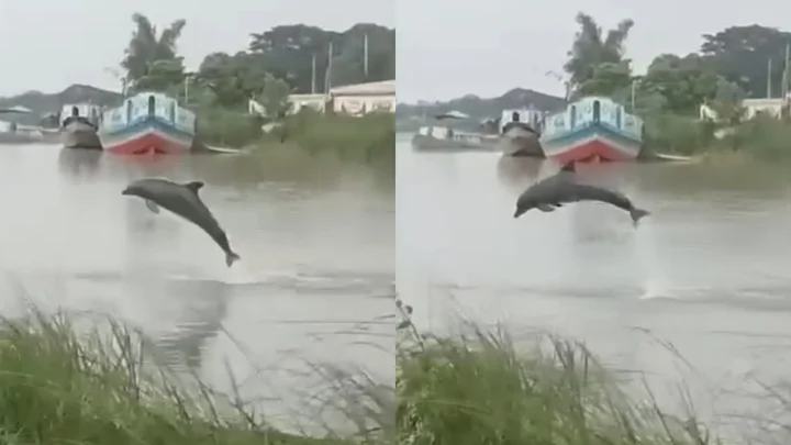 কীর্তিনাশায় ডলফিনের লাফালাফি, ভিডিওটি ‘এআই’ বলছে মৎস্য কর্মকর্তা