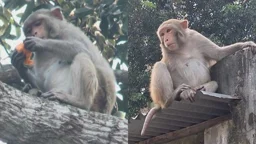 ১৬ মাস ধরে বন্ধ বানরের খাবার, ক্ষুধায় লোকালয়ে হানা

