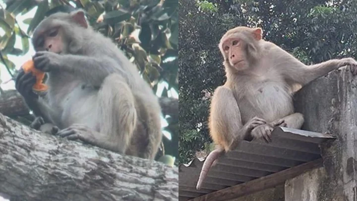 ১৬ মাস ধরে বন্ধ বানরের খাবার, ক্ষুধায় লোকালয়ে হানা
