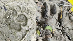 চরে গরুর দেহাবশেষ, বাঘের পায়ের ছাপে আতঙ্ক তিন গ্রামে