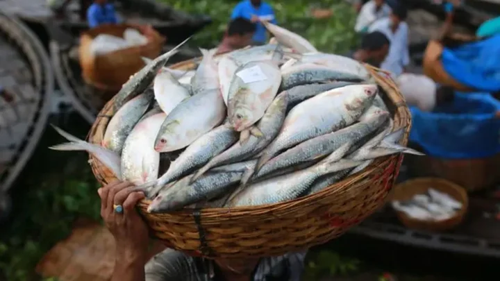 ৮ অক্টোবর থেকে ২২ দিন ইলিশ ধরা নিষিদ্ধ
