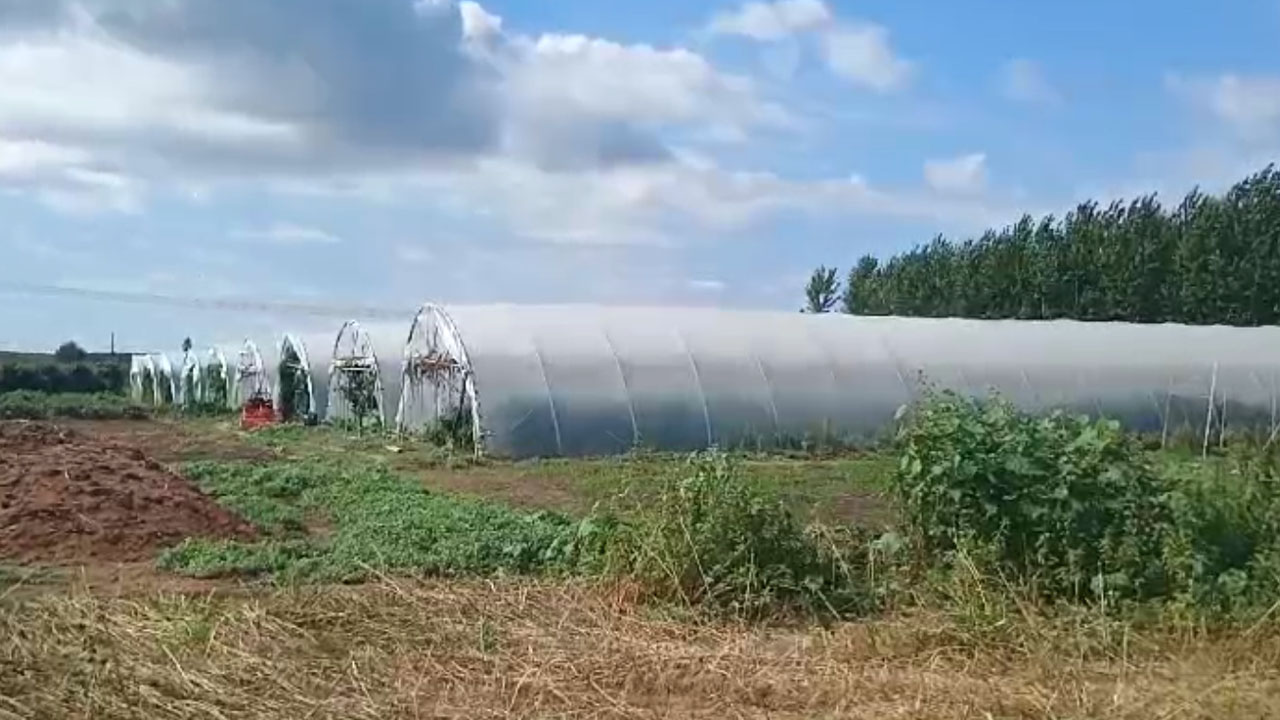 বাংলাদেশি উদ্যোক্তার শেডে সবজি চাষের দৃশ্য। ছবি: এশিয়া পোস্ট