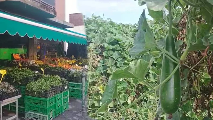 ইতালির মাটিতে শাকসবজি চাষে বাংলাদেশিদের বাজিমাত!