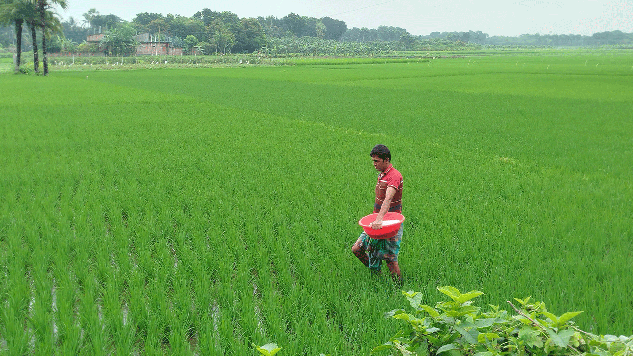 Jhinaidah-farming