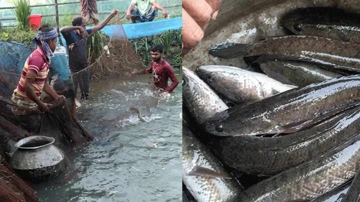 চিংড়ির ঘেরে এবার শোল চাষ, বদলাচ্ছে খুলনার চাষিদের জীবন