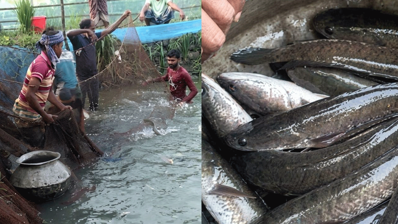 চিংড়ির ঘেরে এবার শোল চাষ, বদলাচ্ছে খুলনার চাষিদের জীবন