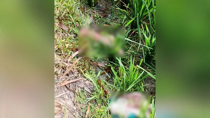 ধানক্ষেতে মিলল খণ্ডিত পা, পাশে রক্তমাখা পলিথিন