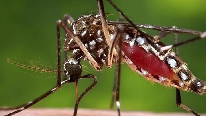 ডেঙ্গুতে এক দিনে ৪ জনের মৃত্যু