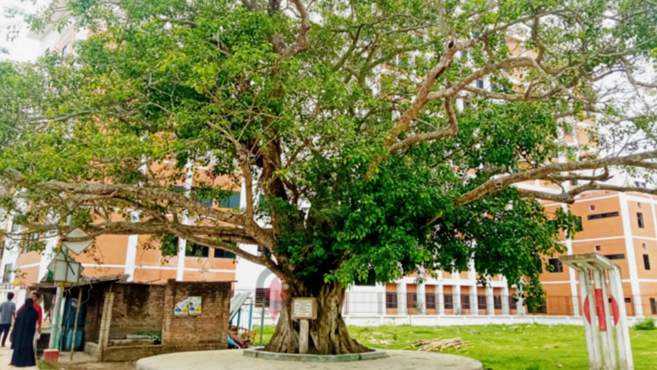 বিশ্ববিদ্যালয় ক্যাম্পাসে দৃষ্টিনন্দন চত্বর। ছবি: এশিয়া পোস্ট