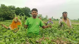 এক রাতেই ১২ বিঘা জমির পটলগাছ কেটে দিল দুর্বৃত্তরা