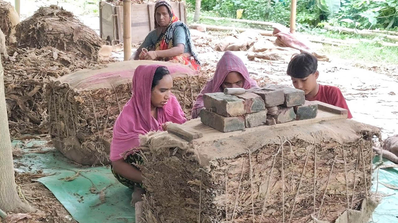 লোকসানের শঙ্কায় মানিকগঞ্জের তামাক চাষীরা