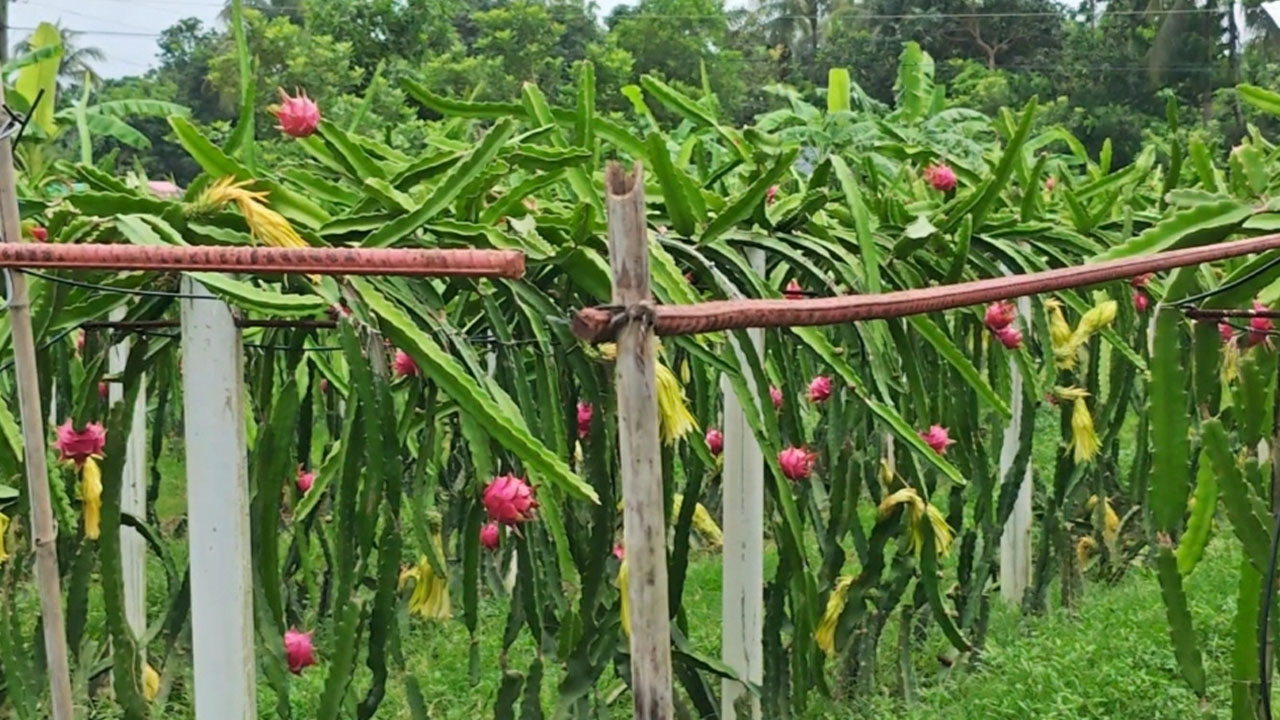জাফর সাদেকের ড্রগন ফল বাগান। ছবি: এশিয়া পোস্ট