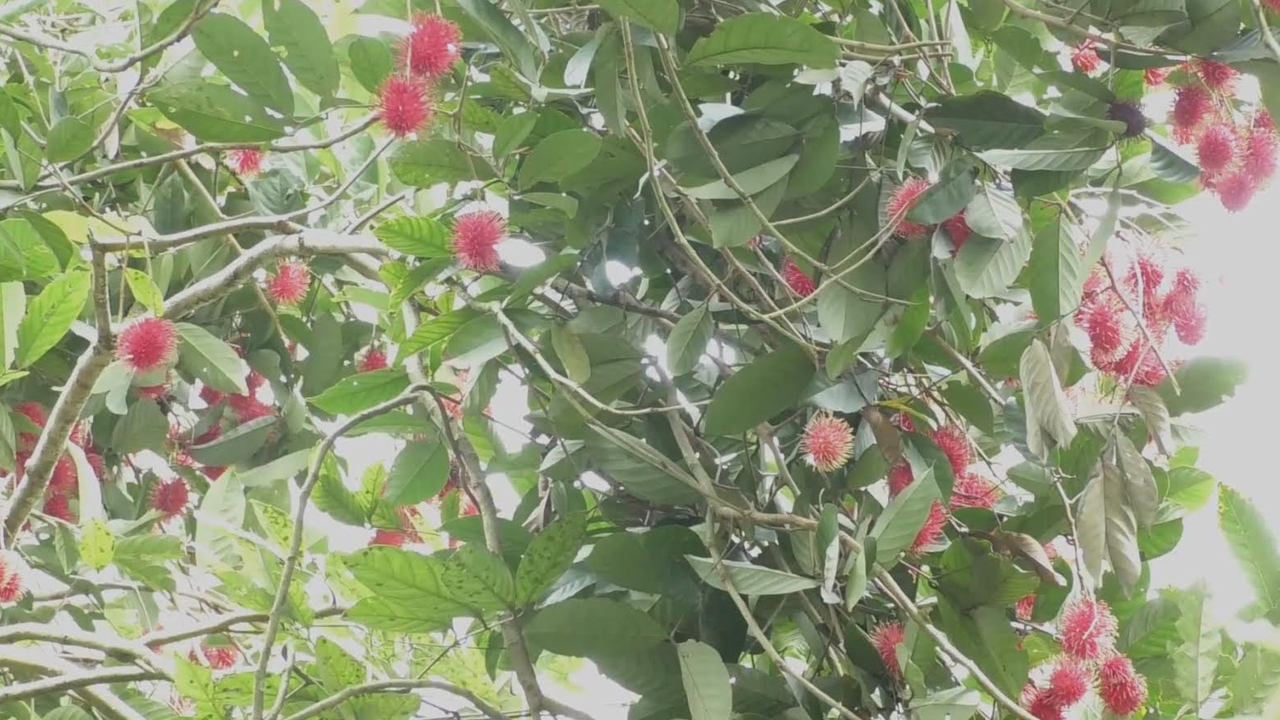খাদিজার বাগানের রাম্বুটান। ছবি: এশিয়া পোস্ট