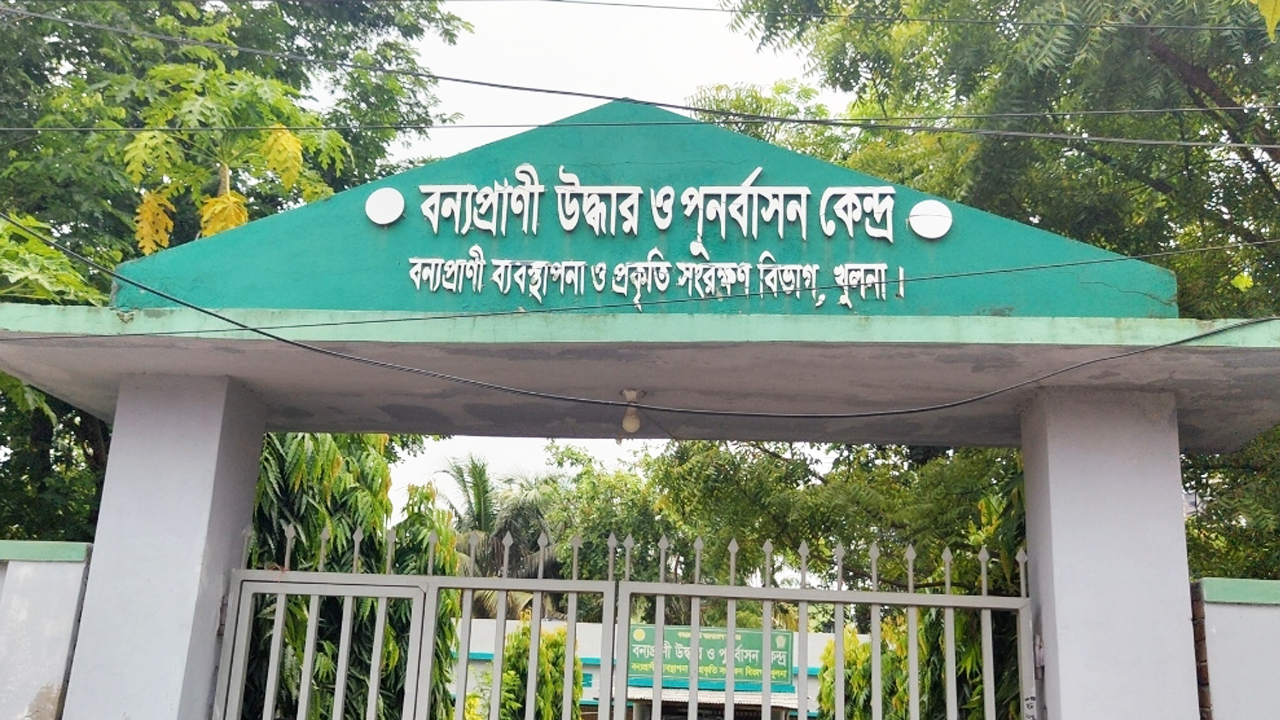 খুলনার বন্যপ্রাণী উদ্ধার ও পুনর্বাসন কেন্দ্রে রাখা হয়েছে কুমিরটিকে। ছবি: এশিয়া পোস্ট