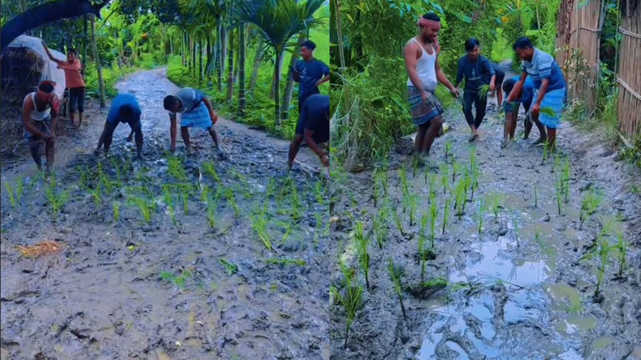 জলাবদ্ধ সড়কে ধানের চারা রোপণ করে এলাকাবাসীর প্রতিবাদ