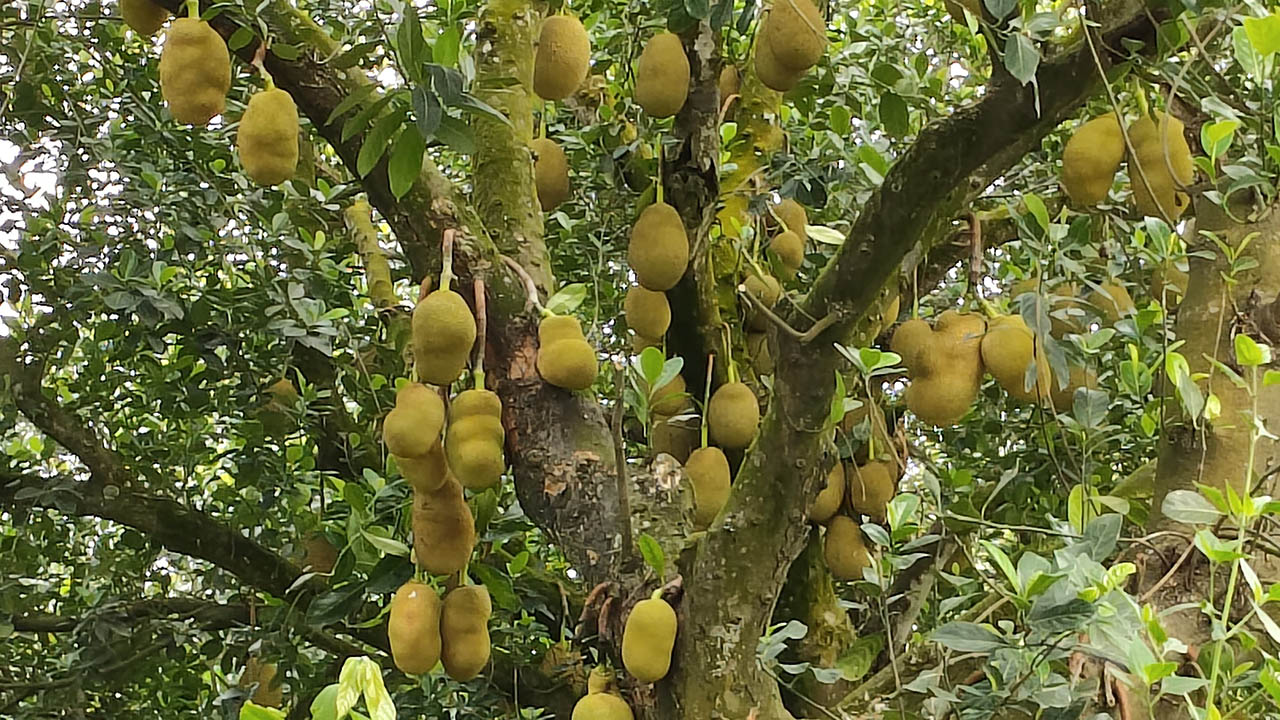 ছবি: এশিয়া পোস্ট