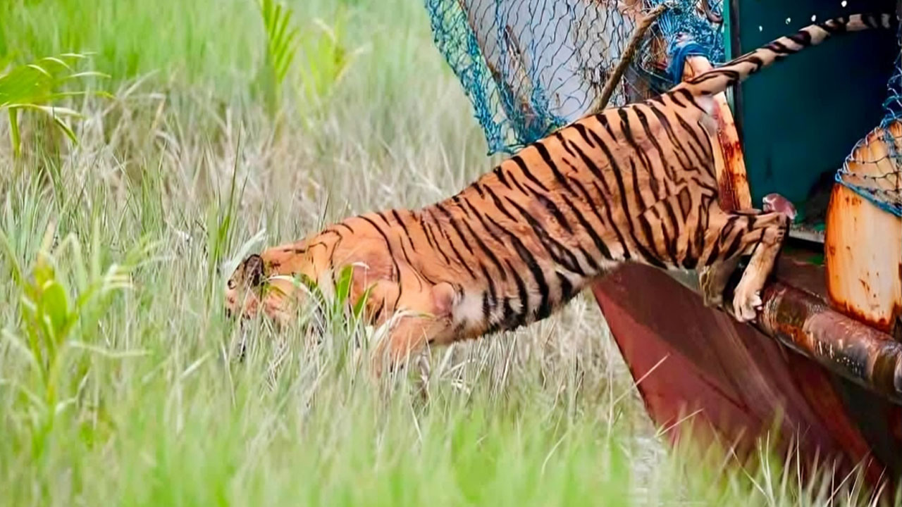 ছয় মাস পর আবাসে ফেরা বাঘিনীর গতিবিধি থাকবে নজরদারিতে