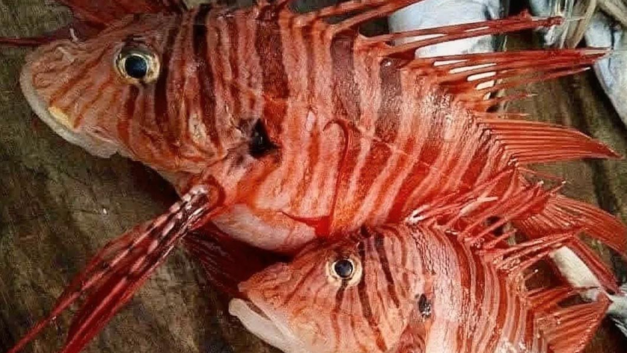 কুয়াকাটায় ধরা পড়ল বিরল ‘উড়োজাহাজ’ মাছ