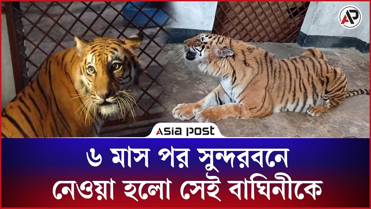 ৬ মাস পর সুন্দরবনে নেওয়া হলো সেই বাঘিনীকে