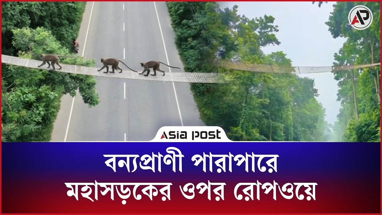 বন্যপ্রাণীর পারাপারে মহাসড়কের ওপর রোপওয়ে, কী বলছেন স্থানীয়রা?