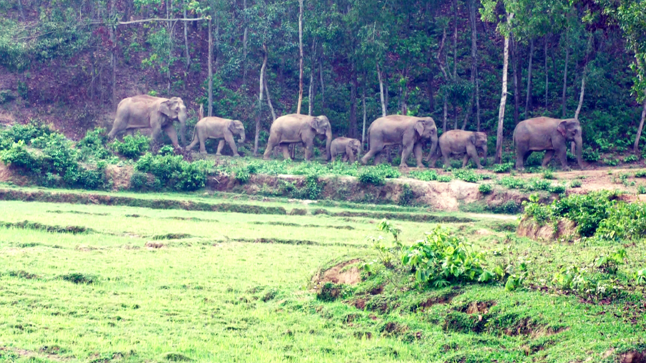 শেরপুরে লোকালয়ে বন্যহাতি। ছবি: এশিয়া পোস্ট