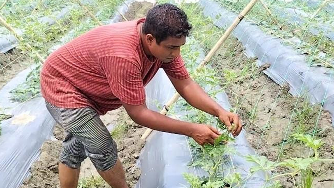 বাগেরহাটে তরমুজ চাষে নতুন সম্ভাবনা, ২৫ দিনেই ফুল ও ফল