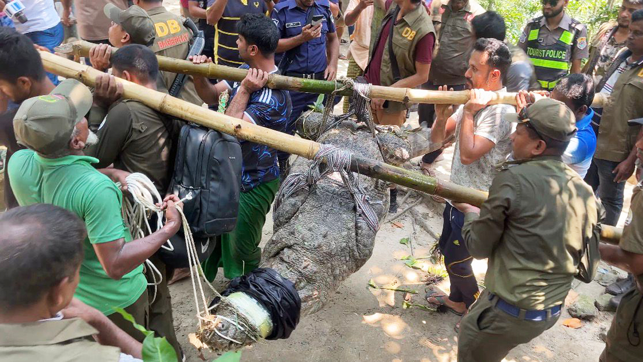 বুধবার বন বিভাগ কুমিরটিকে ধরে নিয়ে যায়। ছবি: এশিয়া পোস্ট