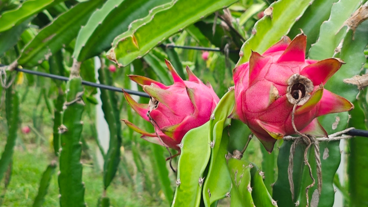 জাফর সদেকের বাগানে ড্রাগন ফল। ছবি: এশিয়া পোস্ট