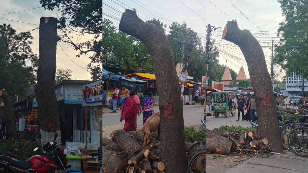 উন্নয়নের বলি তিনটি নিমগাছ, কাটা পড়বে আরও ১৬টি