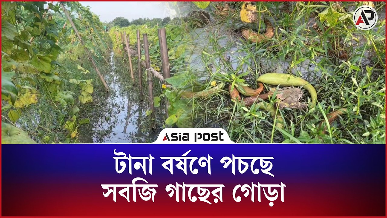 টানা বর্ষণে পচছে সবজি গাছের গোড়া, দুশ্চিন্তায় কৃষক