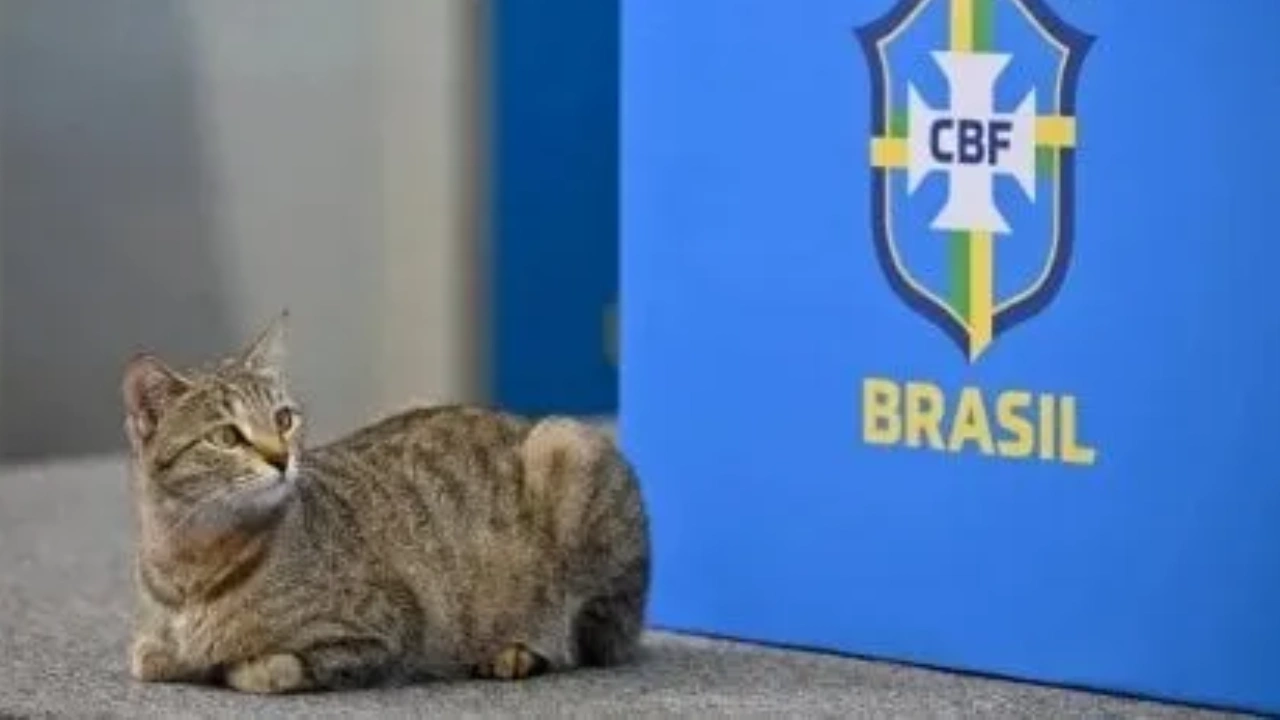 ব্রাজিলের পিছু ছাড়ছে না ‘বিড়ালের অভিশাপ’