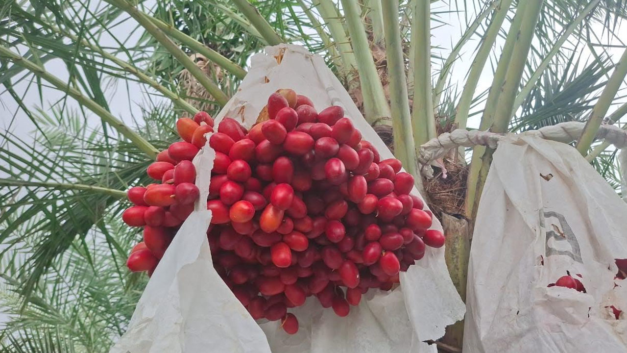 ছবি: এশিয়া পোস্ট