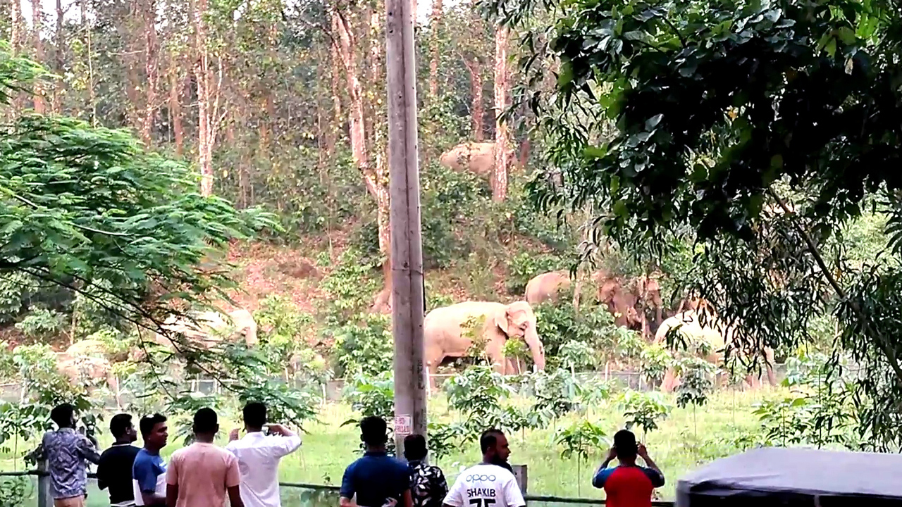 ভাইরালের নেশায় বন্যহাতিকে উত্ত্যক্ত, বাড়ছে প্রাণহানির ঝুঁকি