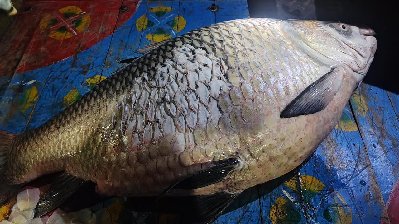পদ্মায় ধরা পড়ল এক মণ ওজনের কাতলা