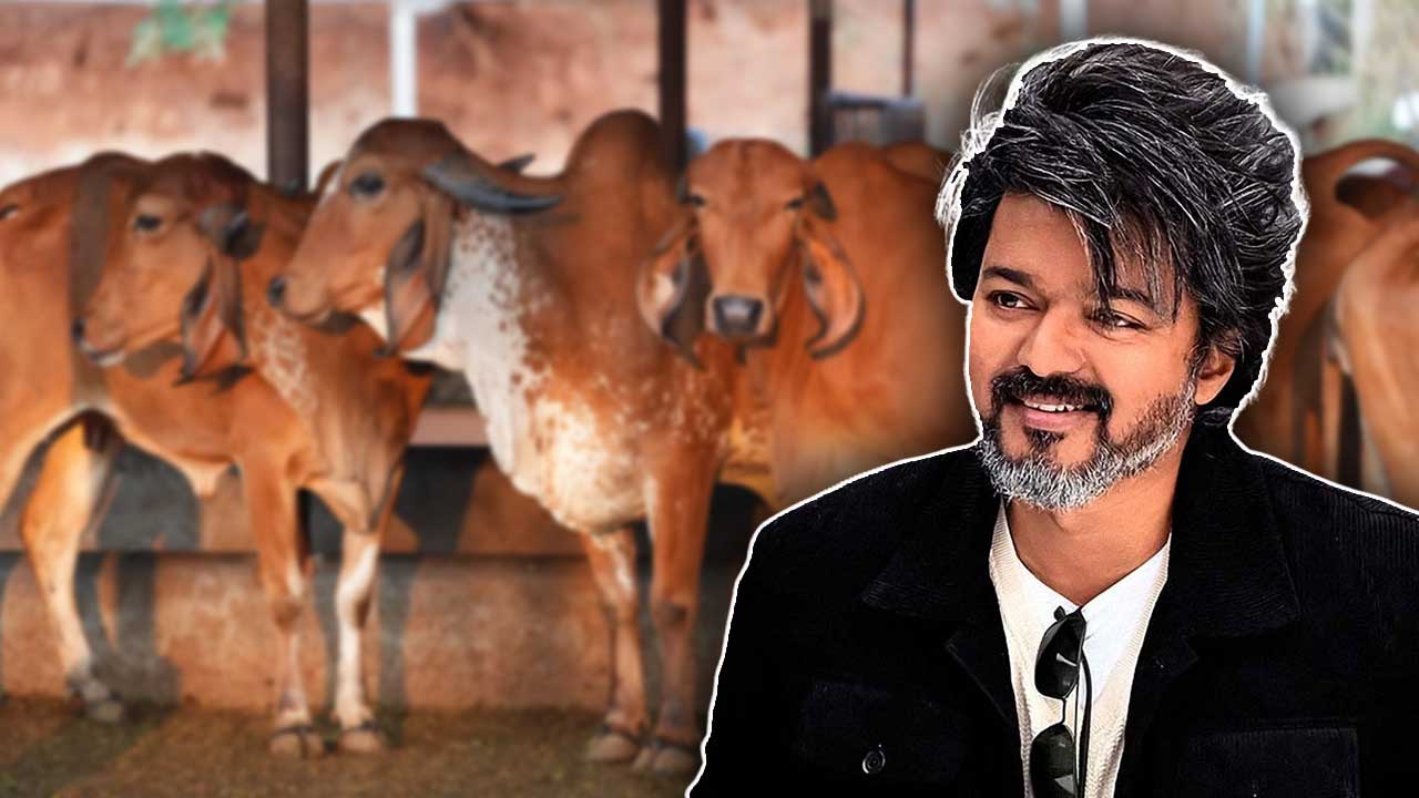 গরু জবাই নিষিদ্ধের রায় চ্যালেঞ্জ করল থালাপতি বিজয় সরকার