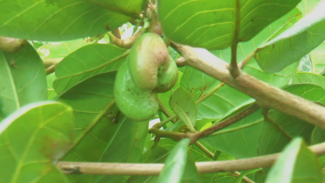 টাঙ্গাইলের লাল মাটিতে কাজু বাদাম চাষে নতুন সম্ভাবনা
