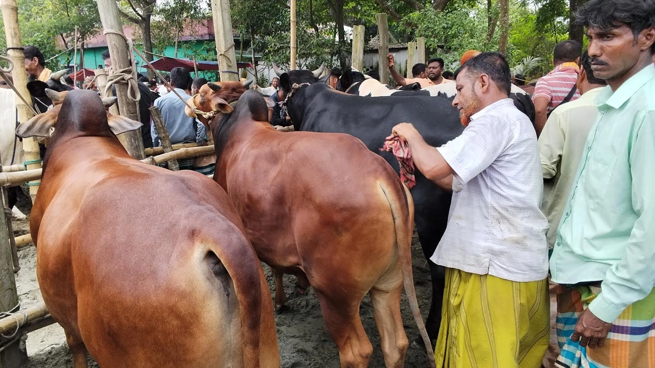 দেশীয় গরুর চাহিদা বেড়েছে। ছবি: এশিয়া পোস্ট