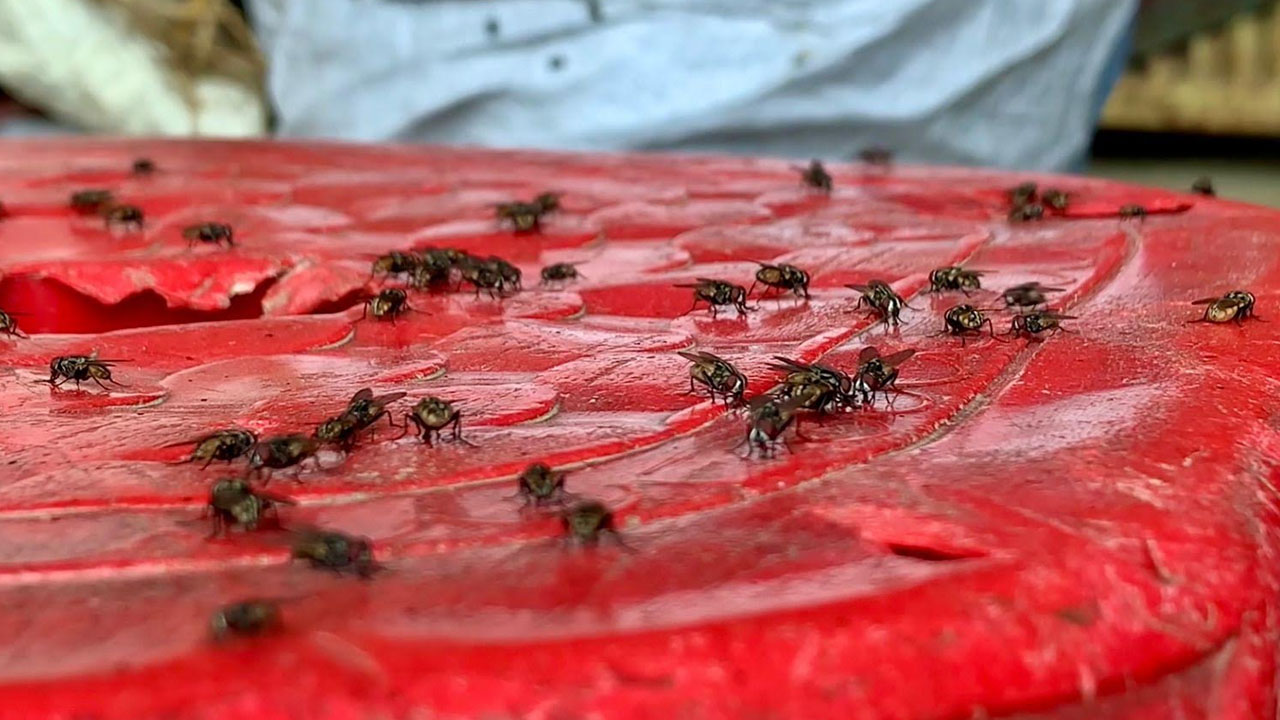 মাছির দখলে গ্রাম, আত্মীয়স্বজন আসে না বেড়াতে