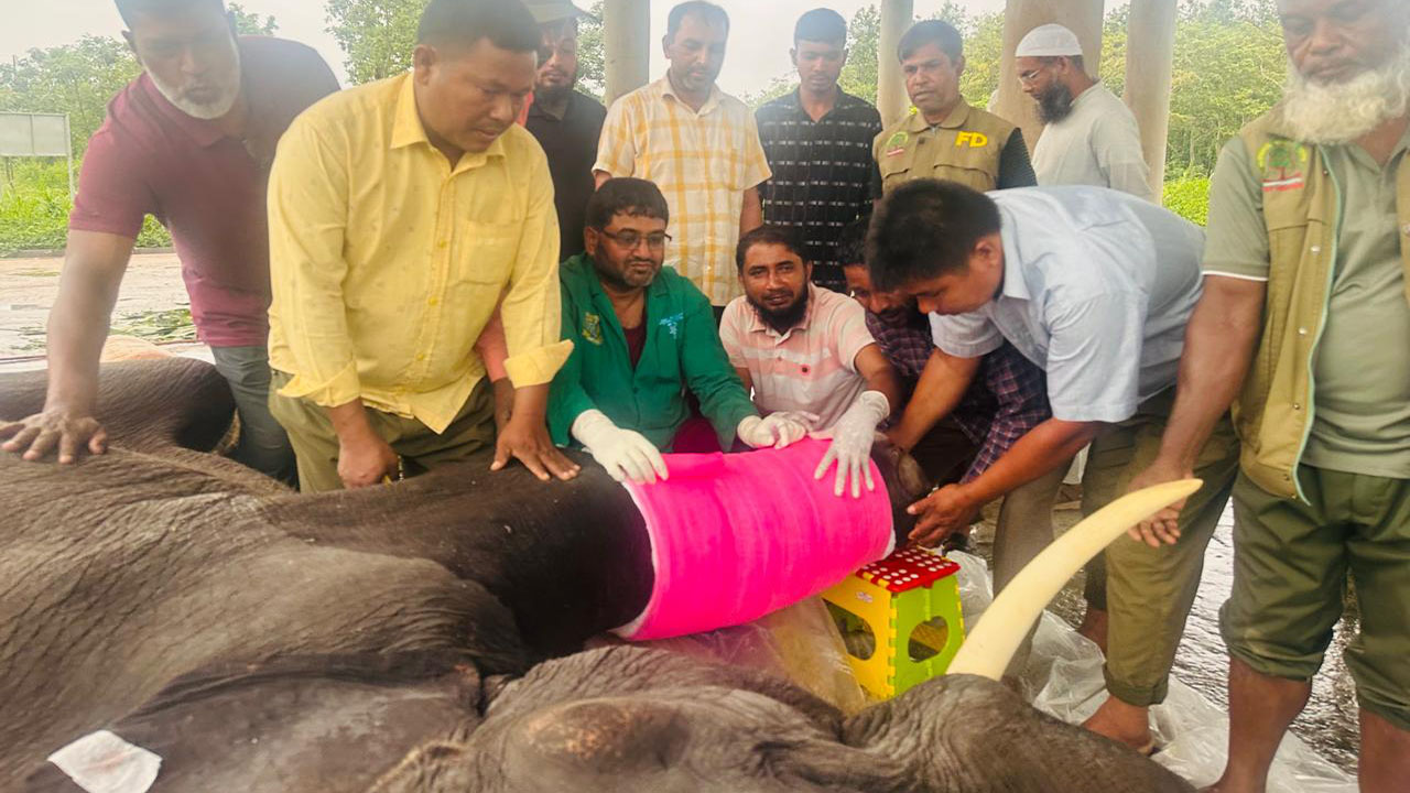 রাজা বাহাদুরের পা ভেঙে দিল জয়িতা, চিকিৎসায় থাইল্যান্ডের বিশেষজ্ঞ দল