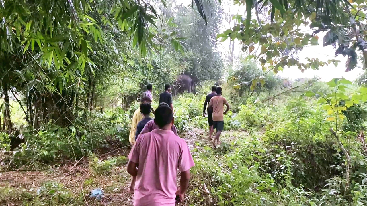 হাতিকে তাড়া করে ভিডিও বানান তথাকথিক কনটেন্ট ক্রিয়েটররা। ছবি: এশিয়া পোস্ট