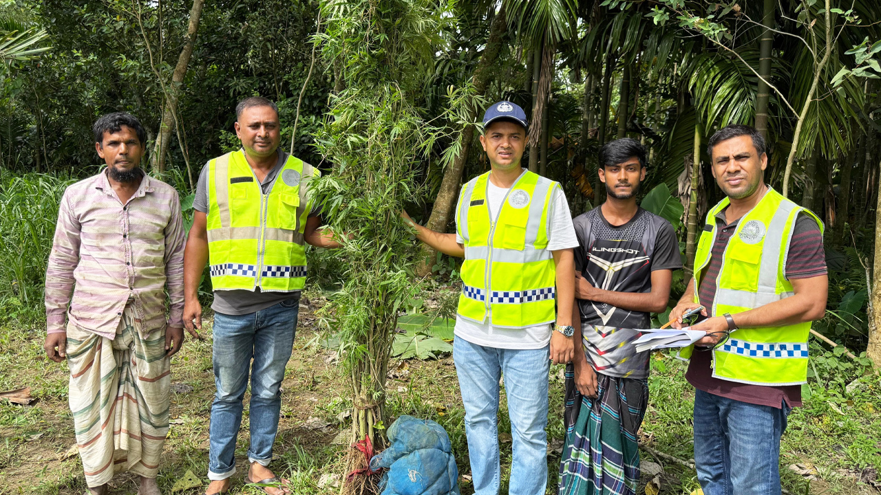 কুড়িগ্রামে গ্রিনহাউজ পদ্ধতিতে গাঁজা চাষ বাবা-ছেলের
