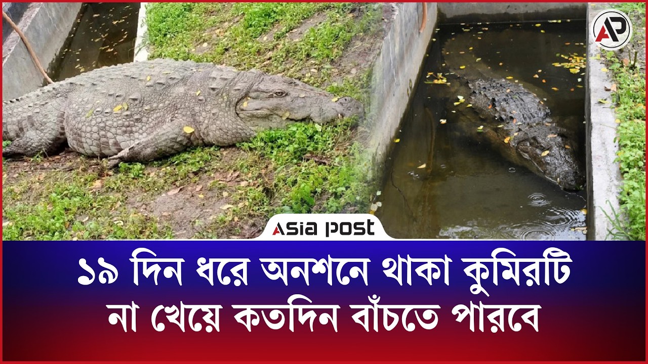 ১৯ দিন ধরে অনশনে থাকা কুমিরটি না খেয়ে কতদিন বাচতে পারবে 