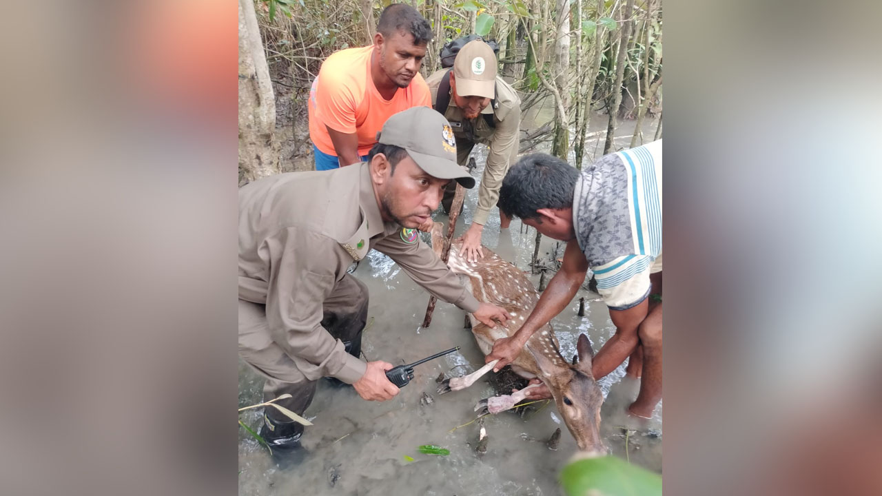 যেখানে সুস্থ করে ছাড়া হলো শিকারির ফাঁদে আটকা পড়া হরিণটি